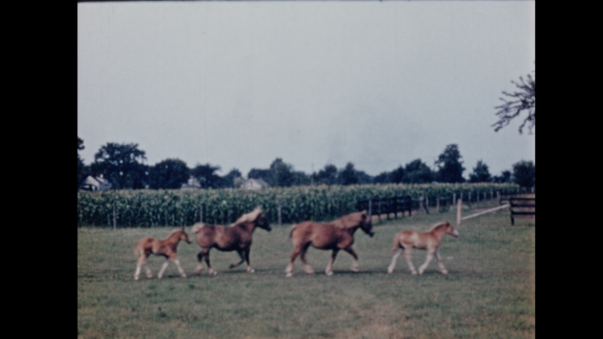 Belgian Draft Horses (reel 1 of 2), 1942