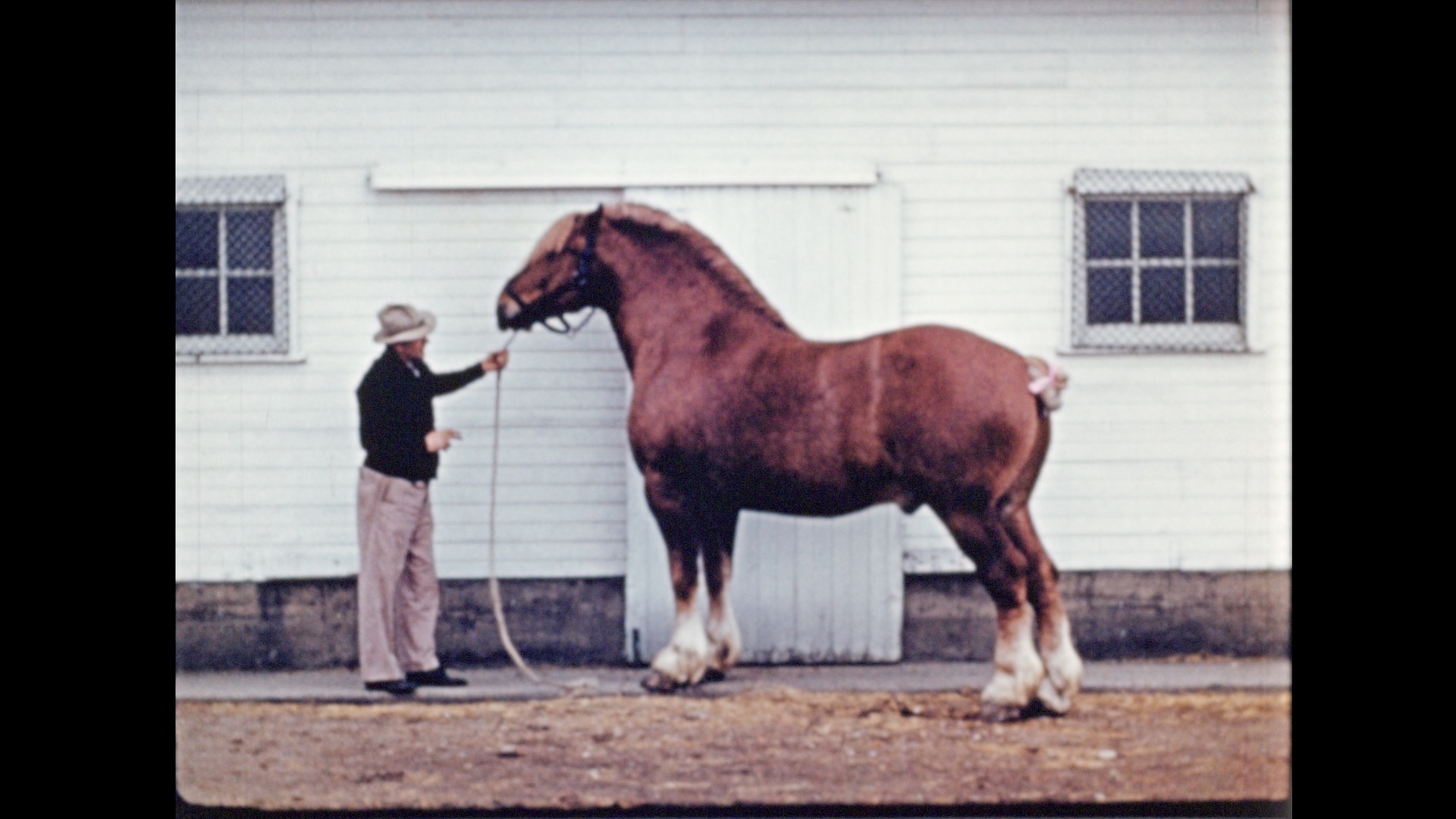 Belgian Draft Horses (reel 2 of 2), 1942