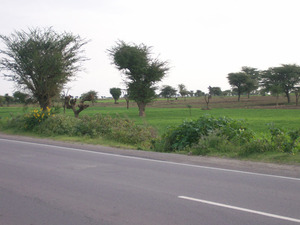 Road and Farm (5)