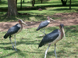 Birds near Lake Awasa
