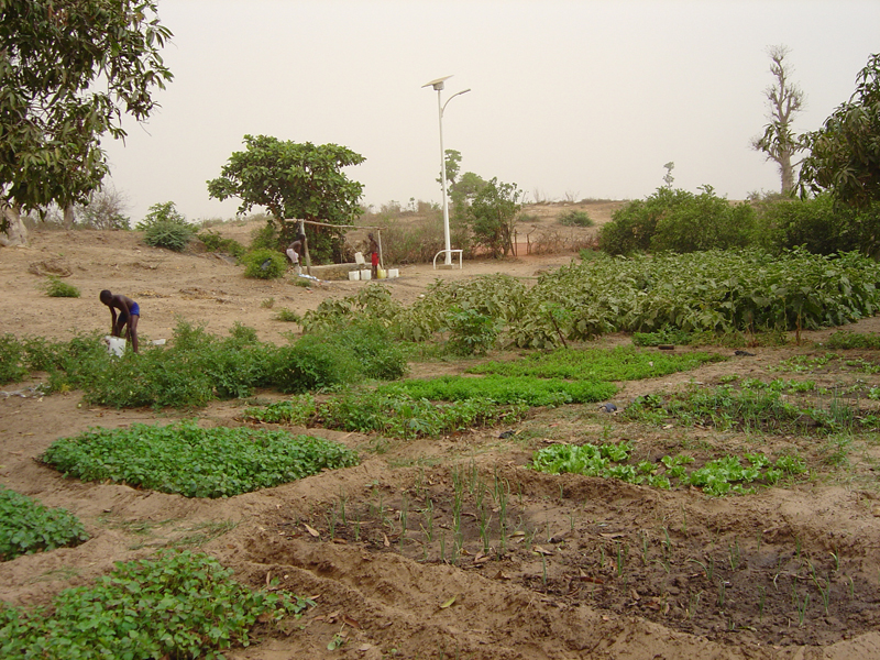 Photo of Bécaye Coulibaly's field in Ndiassane 1