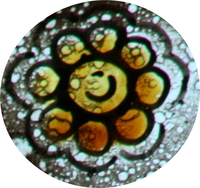 Nine Circles Flower